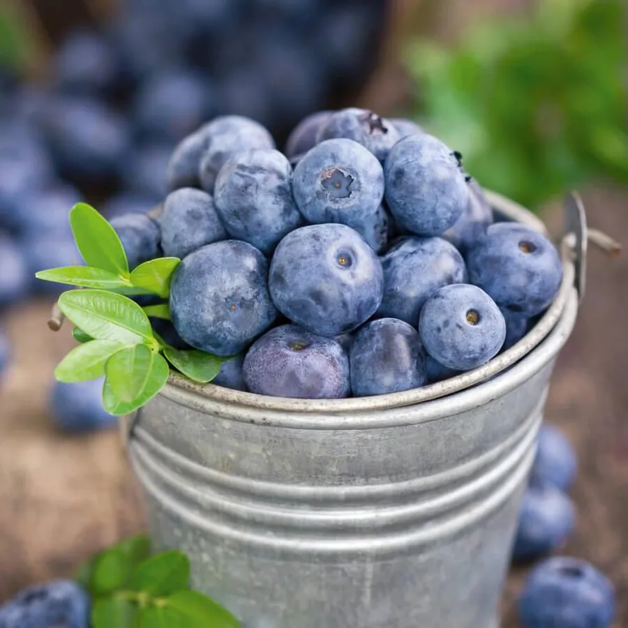 Heidelbeeren